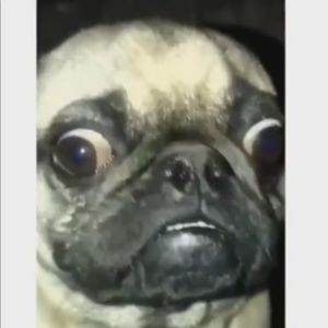 Meet your Posher, Brendan